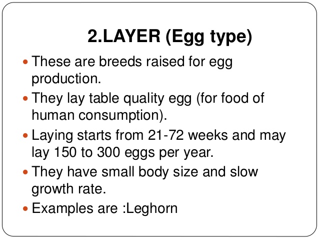 chicken egg production rates